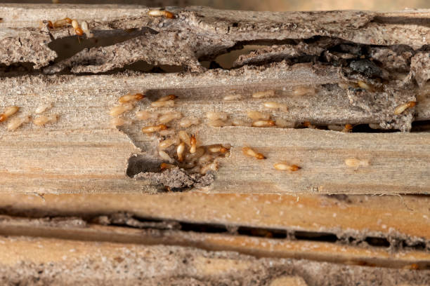 Professional Pest Control in Danville, VA