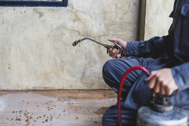 Best Rat Extermination Near Me  in Danville, VA